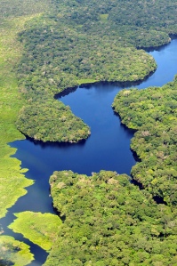 Brazilian Rainforest